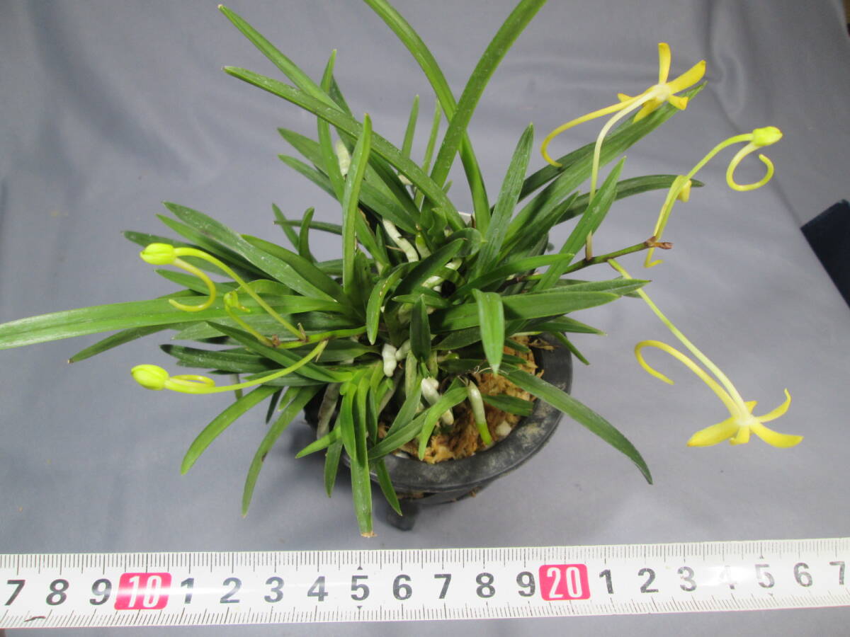 もと丸　山野草　セッコク　富貴蘭　黃花?、? bimg=