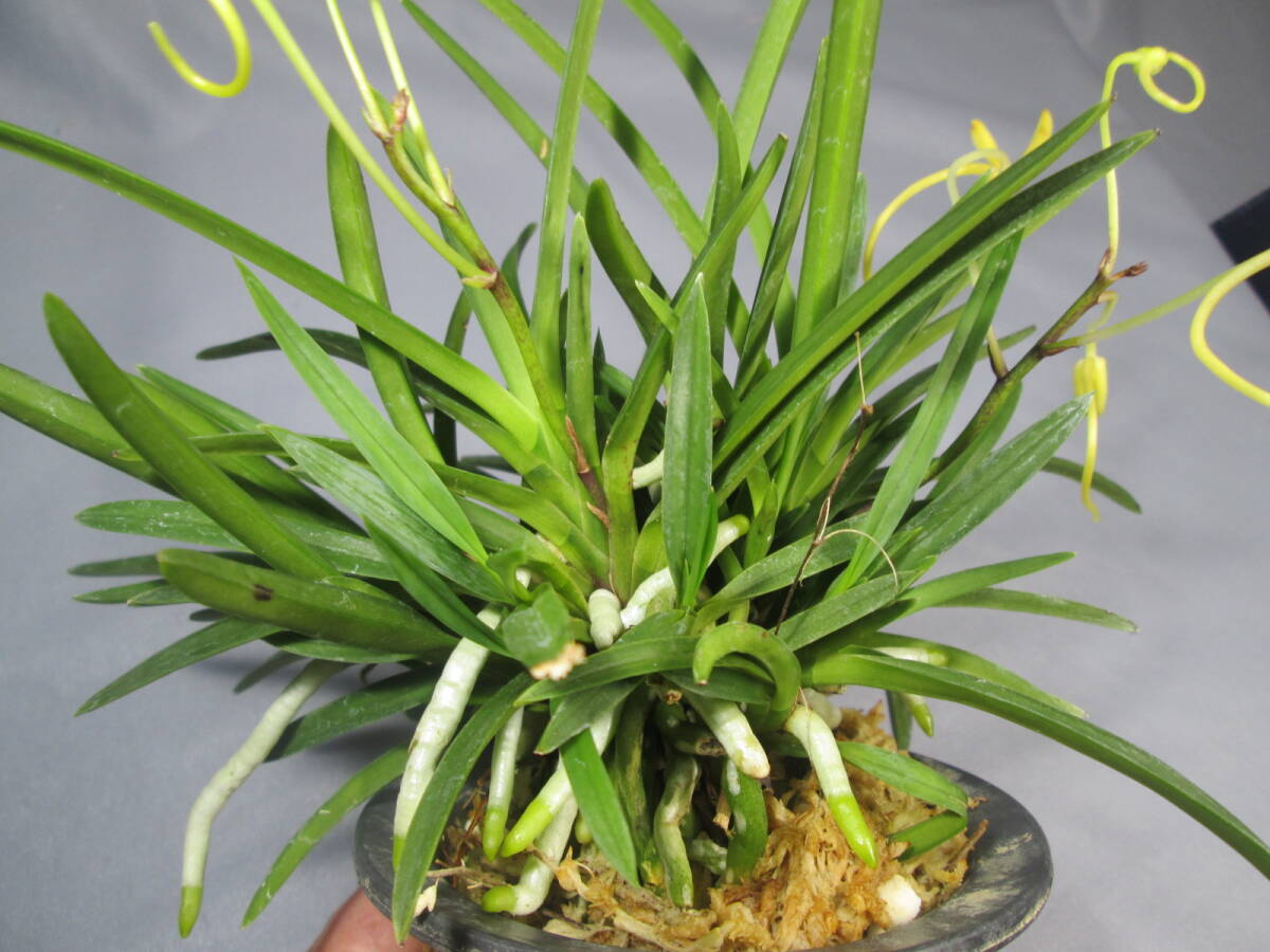 もと丸　山野草　セッコク　富貴蘭　黃花?、? bimg=