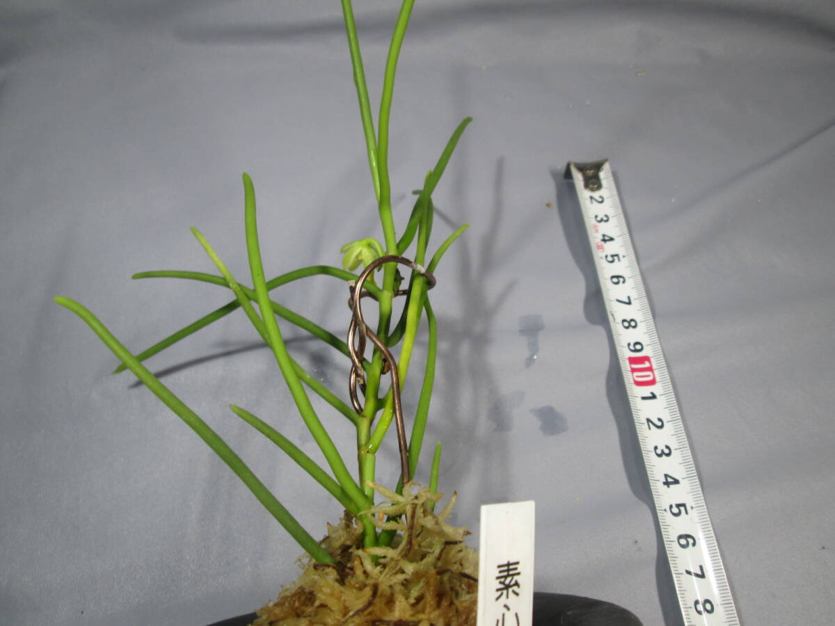 もと丸　山野草　セッコク　富貴蘭　棒蘭素心花