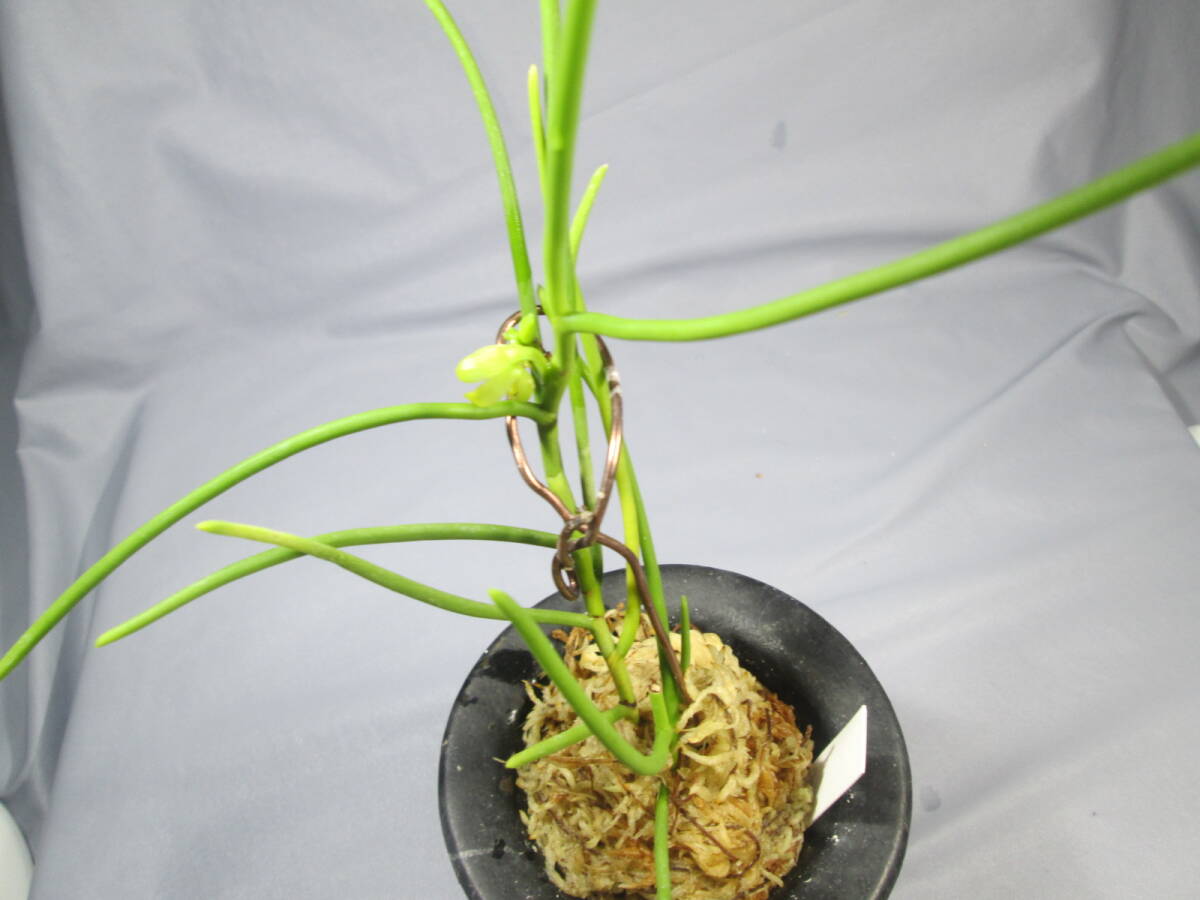 もと丸　山野草　セッコク　富貴蘭　棒蘭素心花