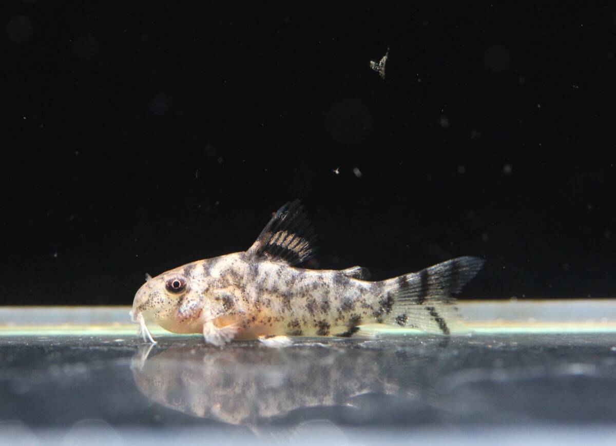 [JET] местного производства Corydoras zeb Lee naCW111 2025 год рождение примерно 20~21mm 2 шт 