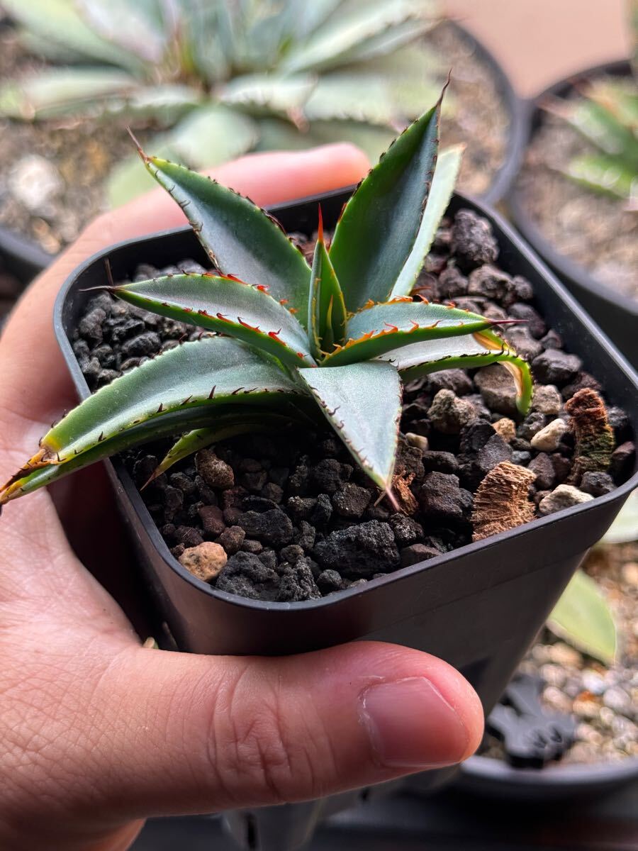 アガベ　ハイブリッド　紫屈×笹之雪 アガベ 紫屈×笹之雪 笹の雪 ハイブリッド hybrid agave