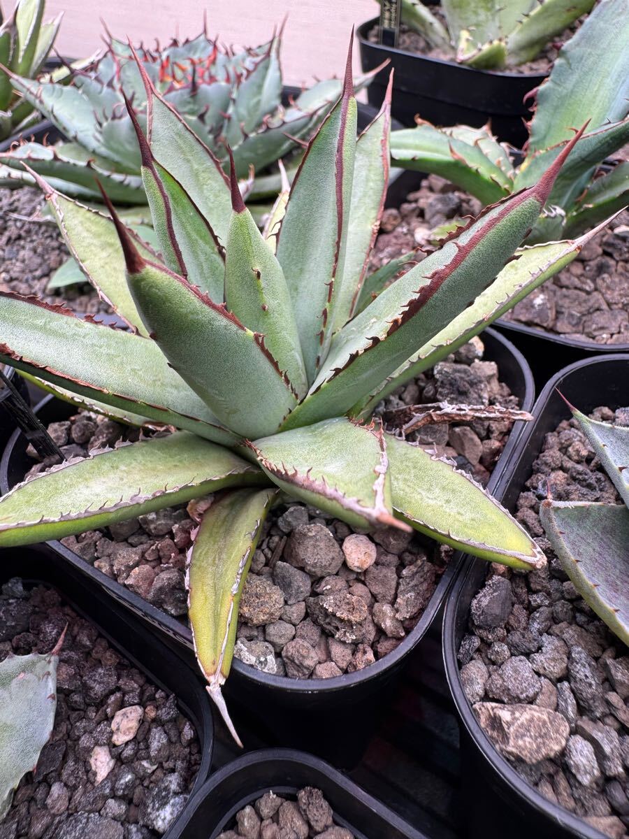 アガベ 紫屈×笹之雪 笹の雪 ハイブリッド hybrid agave