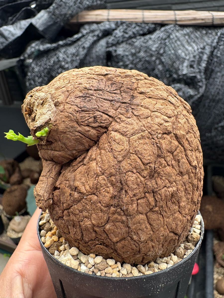 ステファニア スベローサ Stephania suberosa 発根発芽済み　塊根 多肉植物 塊根植物 多肉植物