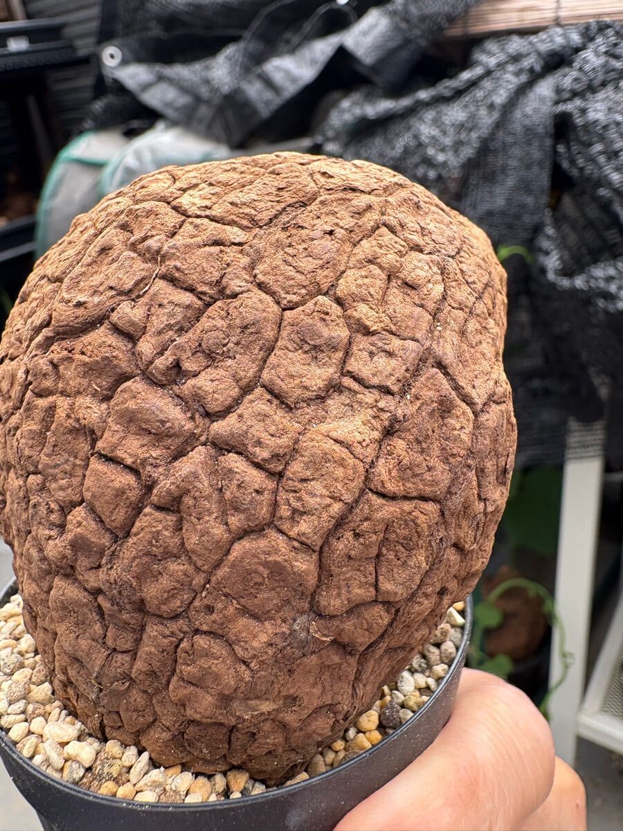 ステファニア スベローサ Stephania suberosa 発根発芽済み　塊根 多肉植物 塊根植物 多肉植物