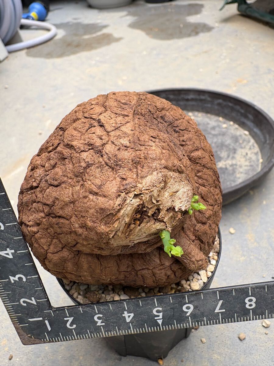 ステファニア スベローサ Stephania suberosa 発根発芽済み　塊根 多肉植物 塊根植物 多肉植物