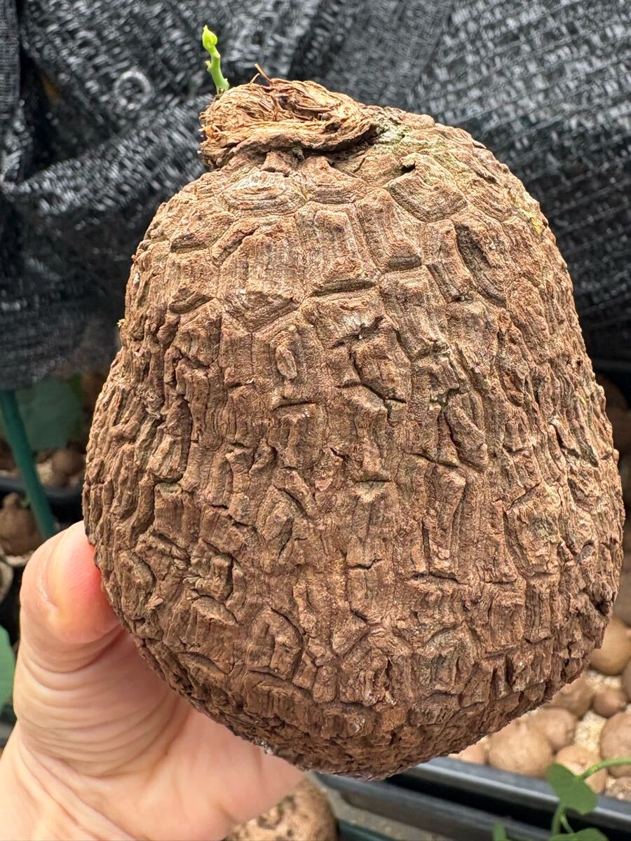 美紋ステファニア スベローサ Stephania suberosa 発根発芽済み　塊根 多肉植物サイズ中大