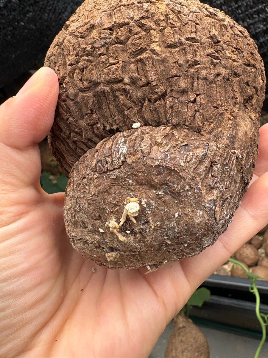 美紋ステファニア スベローサ Stephania suberosa 発根発芽済み　塊根 多肉植物サイズ中大