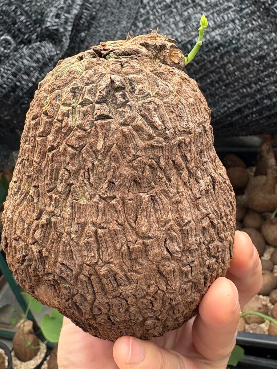 美紋ステファニア スベローサ Stephania suberosa 発根発芽済み　塊根 多肉植物サイズ中大