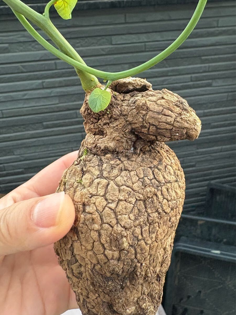 ステファニア スベローサ Stephania suberosa発芽済み　塊根 多肉植物 塊根植物コーデックス