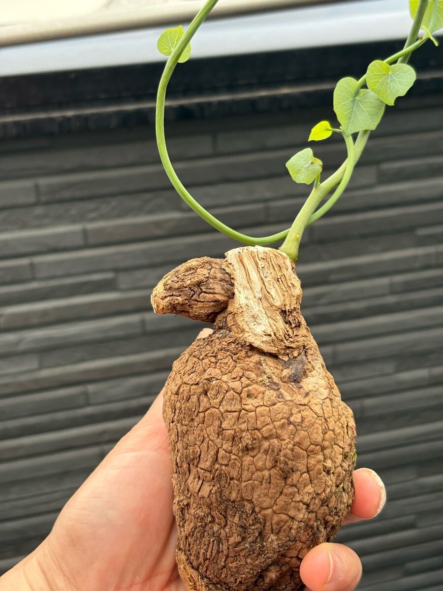 ステファニア スベローサ Stephania suberosa発芽済み　塊根 多肉植物