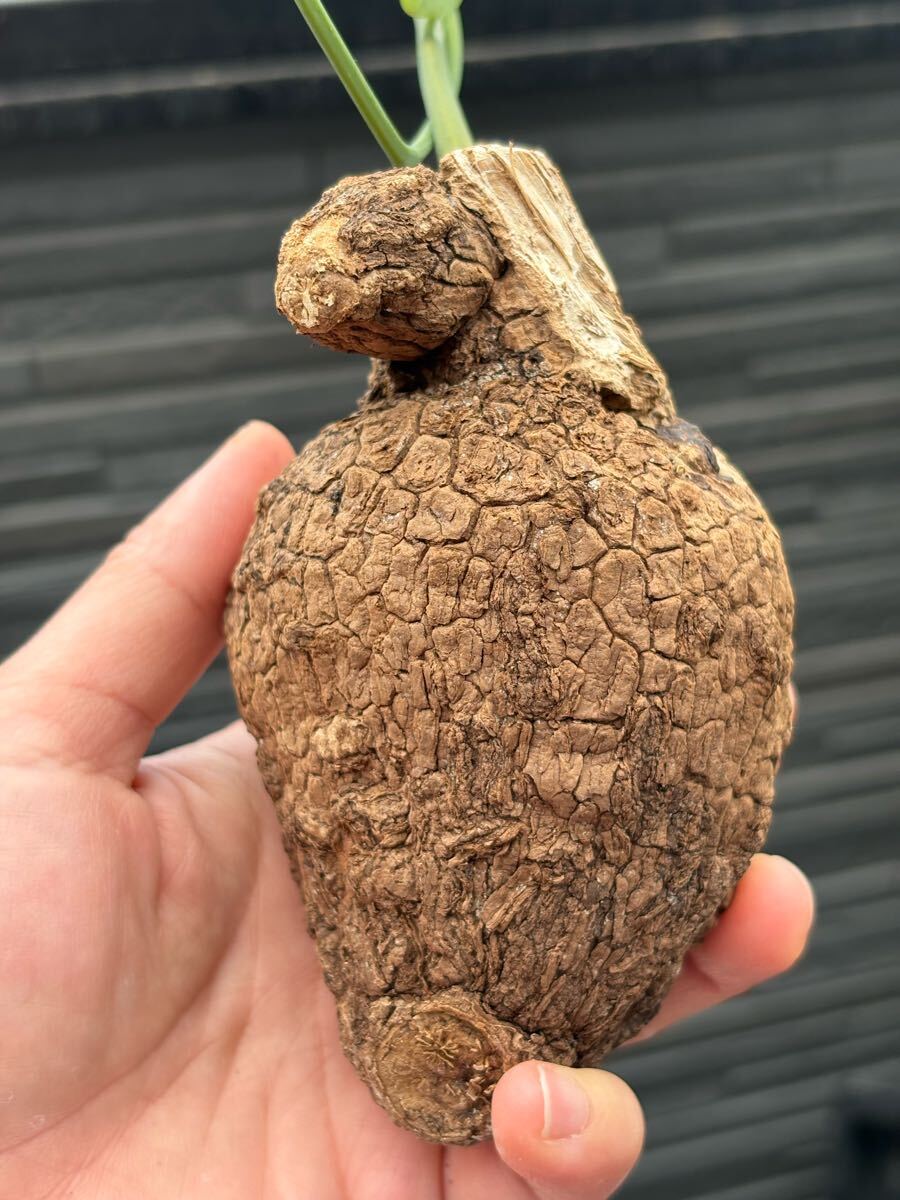 ステファニア スベローサ Stephania suberosa発芽済み　塊根 多肉植物