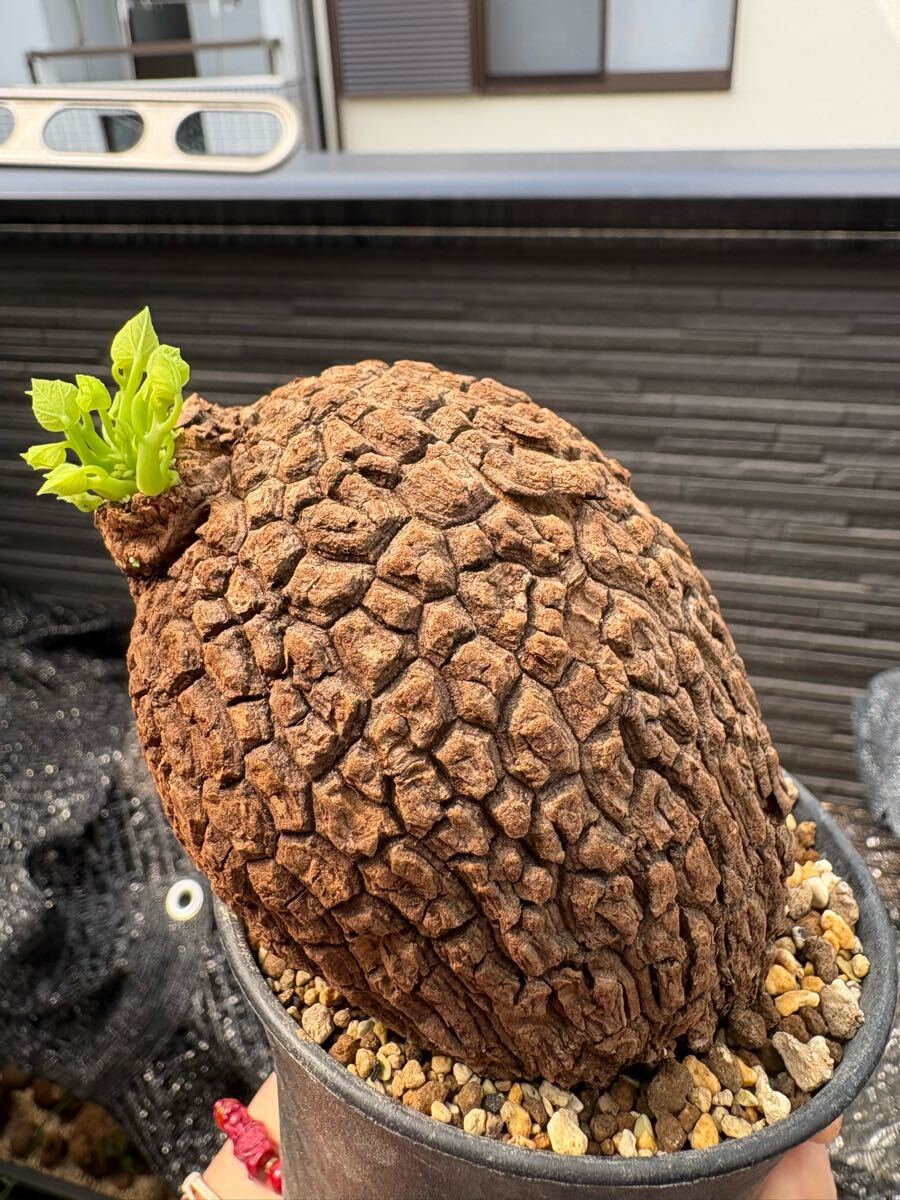 美紋ステファニア スベローサ Stephania suberosa 発根発芽済み　塊根 多肉植物植木鉢