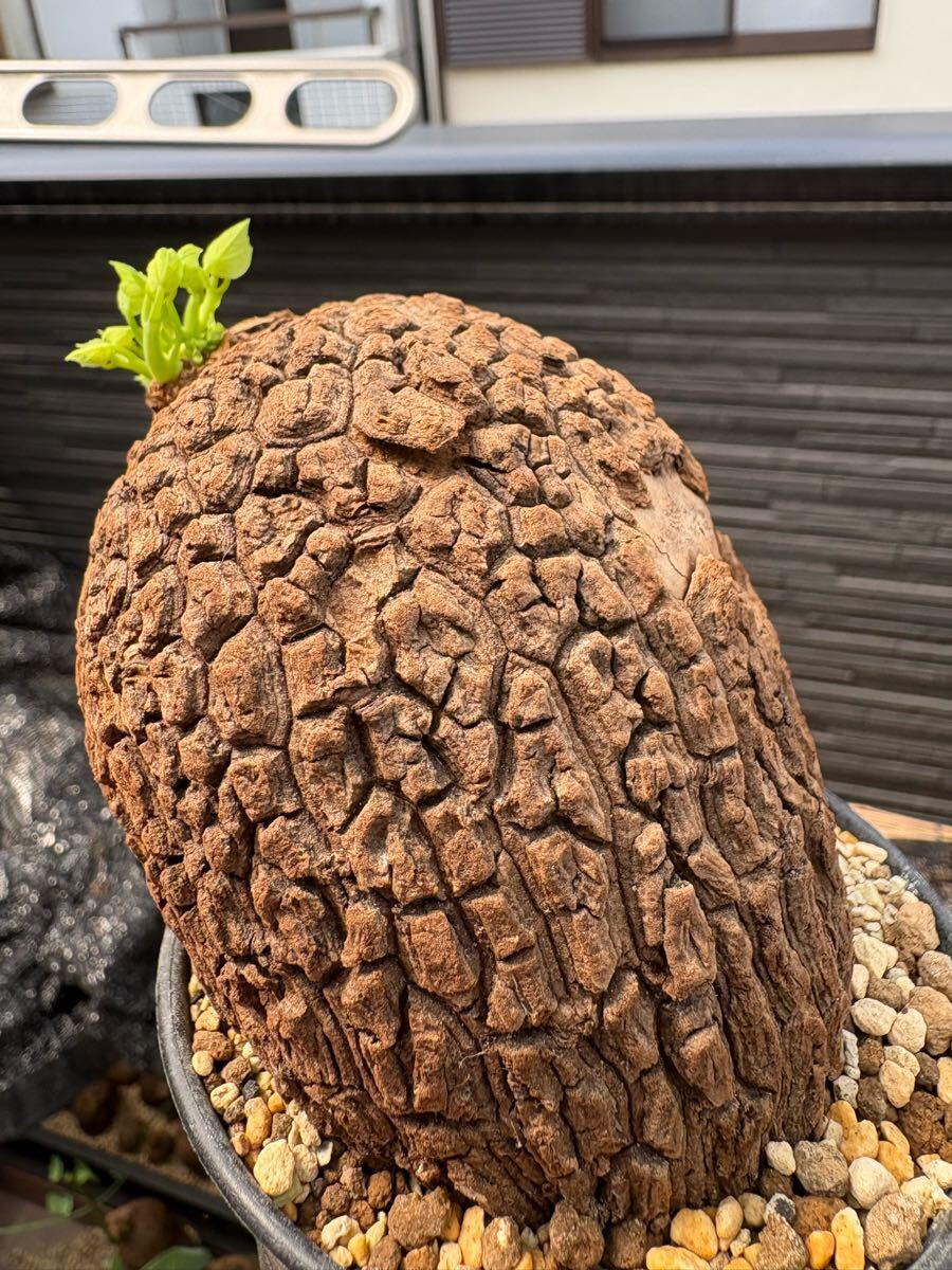 美紋ステファニア スベローサ Stephania suberosa 発根発芽済み　塊根 多肉植物植木鉢