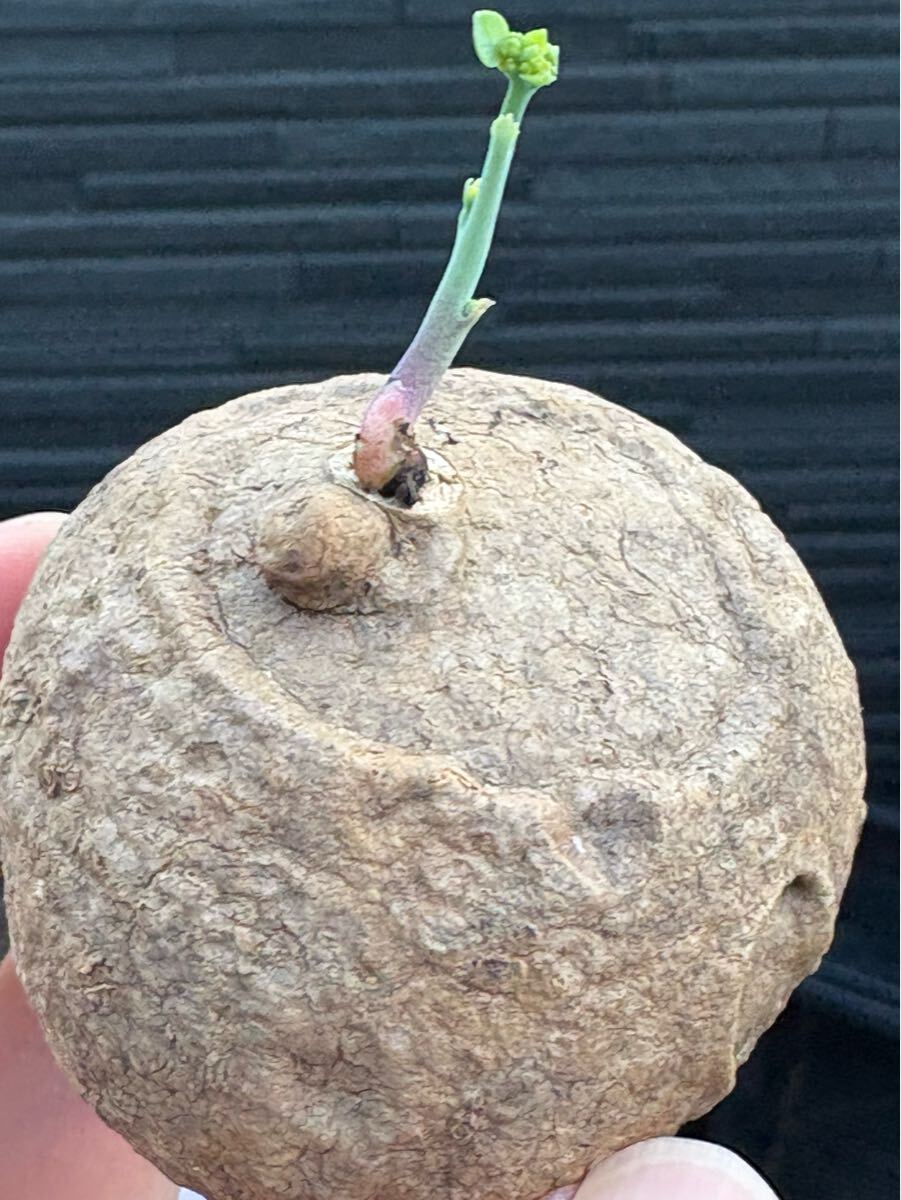 発芽Stephania Erectaステファニア エレクタ 塊根植物 多肉植物 塊根植物5-6cmコーデックス