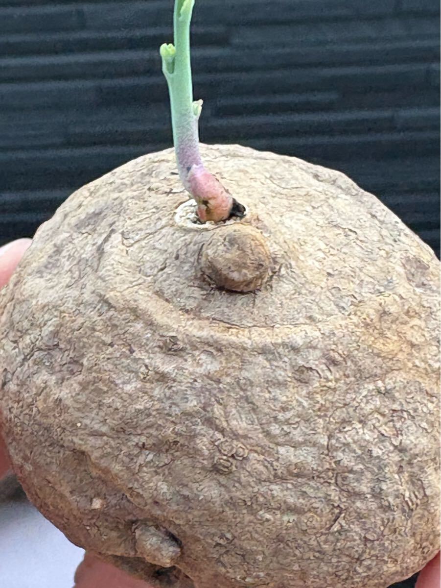 発芽Stephania Erectaステファニア エレクタ 塊根植物 多肉植物 塊根植物5-6cmコーデックス