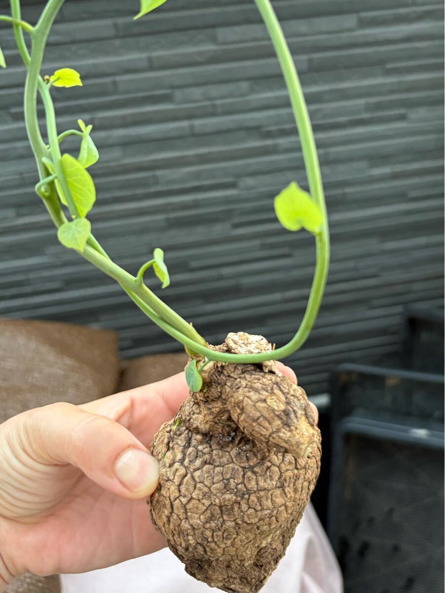 ステファニア スベローサ Stephania suberosa発芽済み　塊根 多肉植物 塊根植物コーデックス