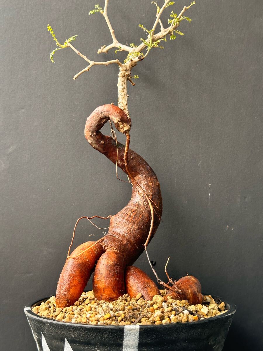 オペルクリカリア　パキプス　特大株 特大 パキプス 大株 発根管理中 オペルクリカリアパキプス