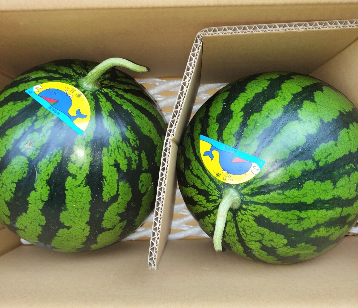 ☆高知産☆約１６Kg☆室戸地區(qū)　すいか☆2玉入り☆品種　甘涌　　☆　☆☆