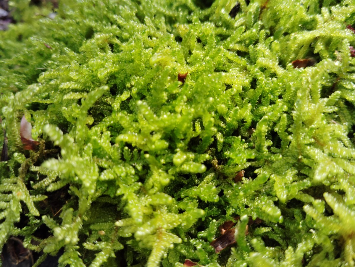 ハイゴケ大容量?50×40cmサイズ?苔玉?テラリウム素材?グランドカバー