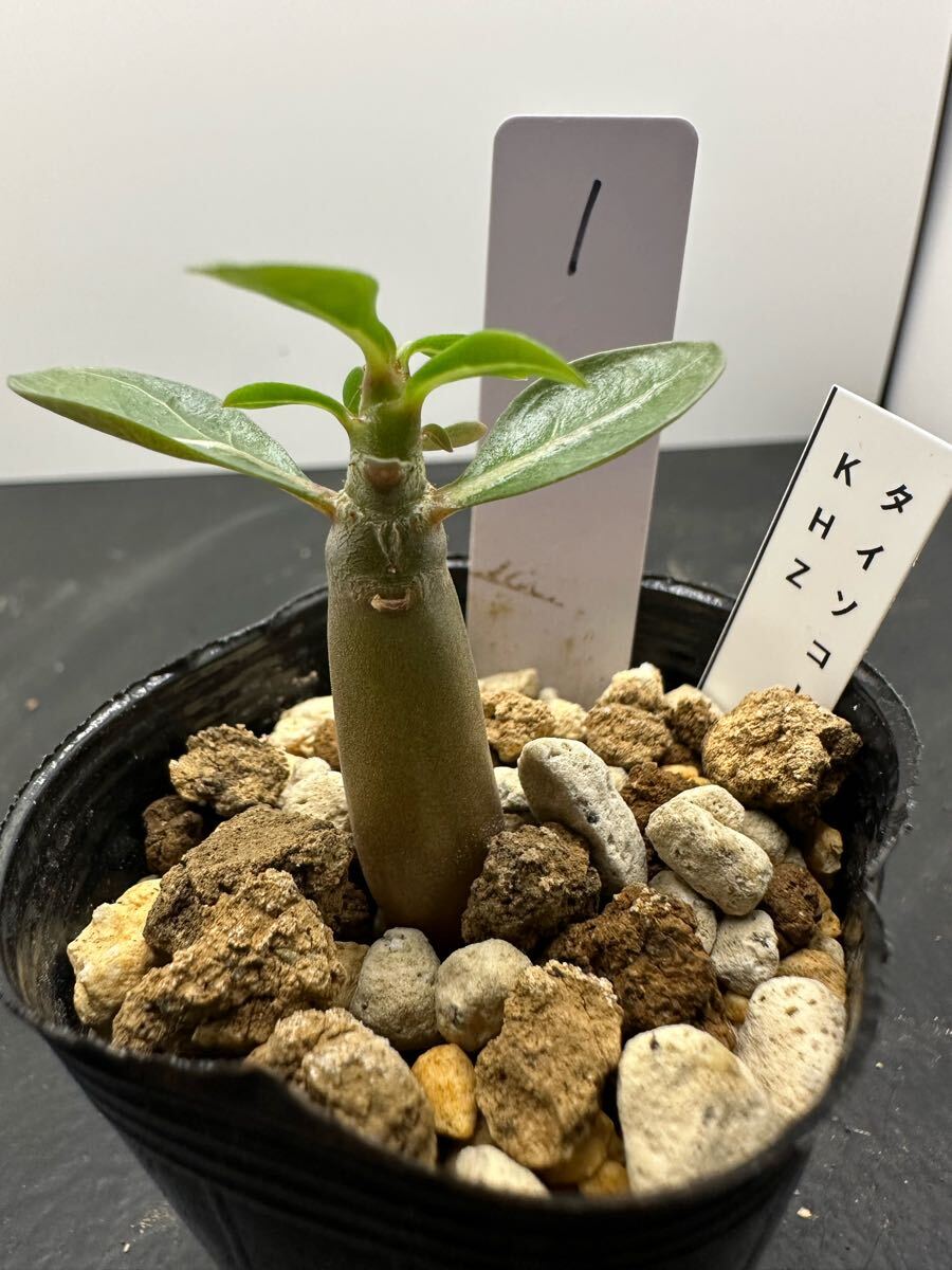 アデニウム　タイソコトラナム　KHZ 実生苗　観葉植物