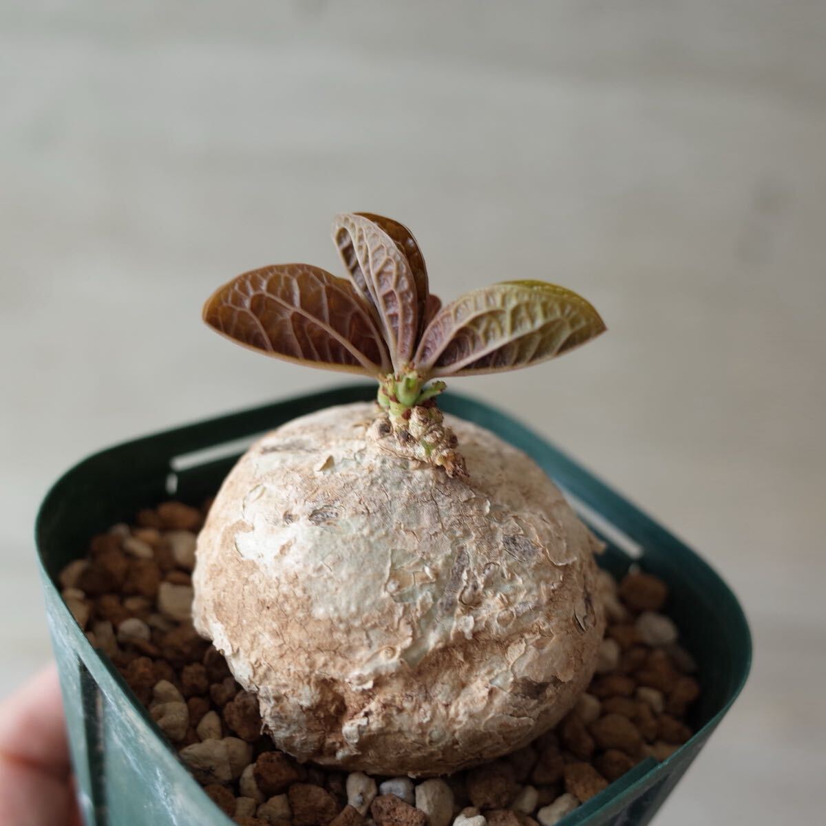 発根済 アデニア オバタ Adenia ovata コーデックス ベティフォルメ カタフ グラキリス パキプス ブーファン