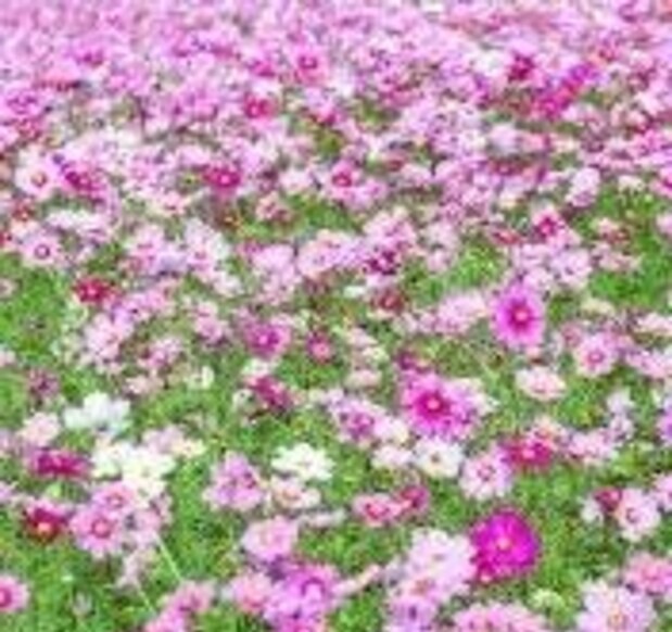 美女なでしこのお鉢、有機(jī)栽培、＋選べる粗品をプレゼント!安心匿名の全國(guó)送料無料です。＼(^o^)／
