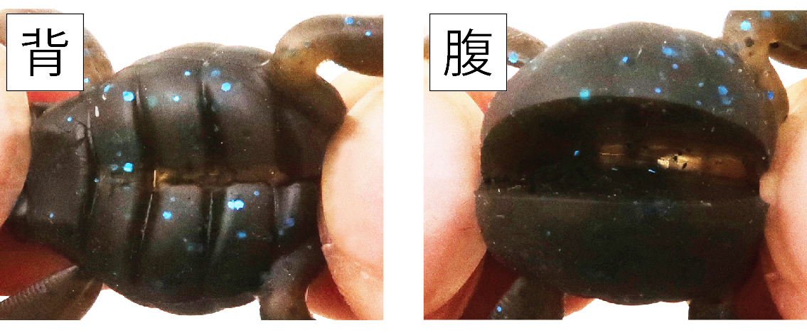 ボトムアップ★スクーパーフロッグベイビー★ライトパンプキンマジック#E017★エコ認定商品_画像6