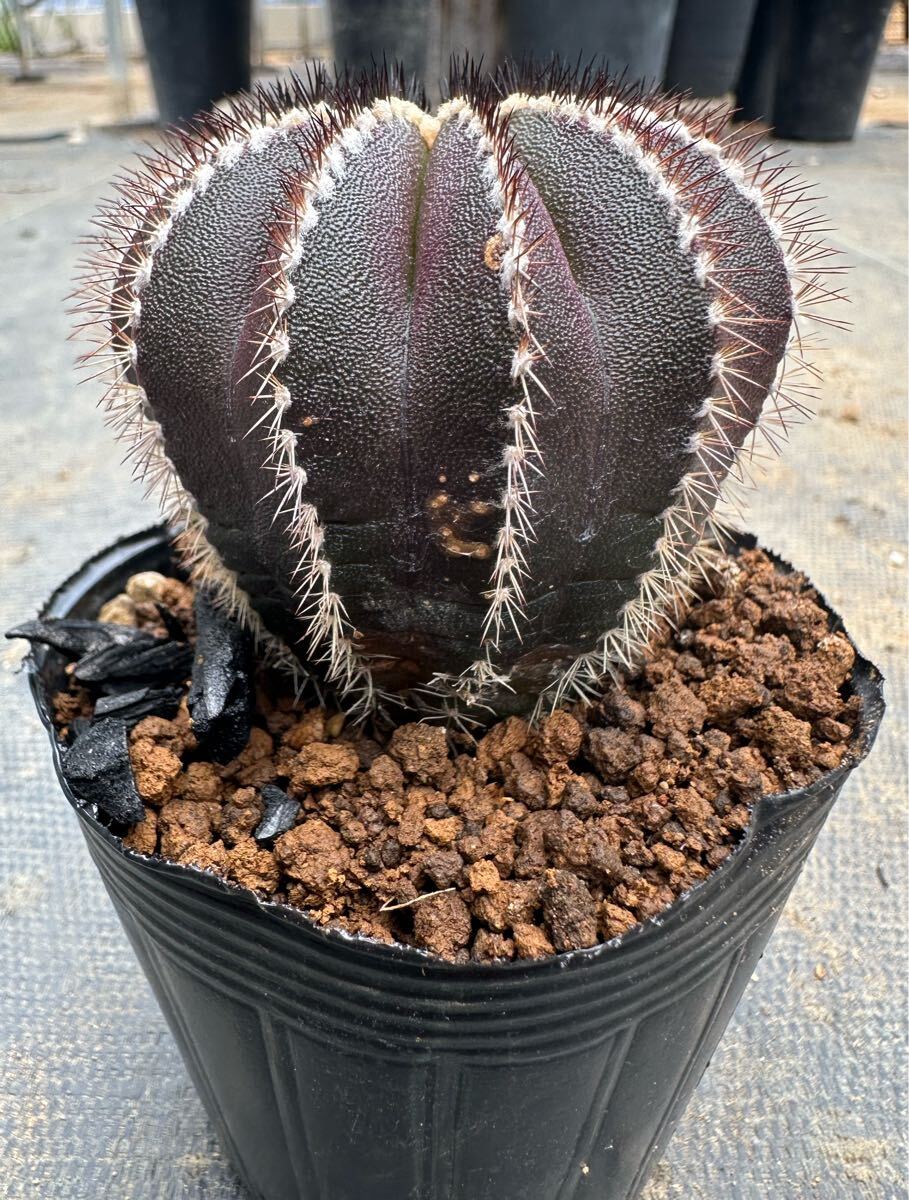 item_image_4
