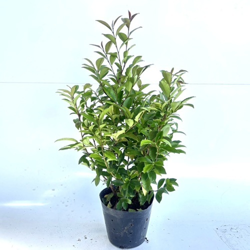 ヒサカキ 樹高0.4m前後 15cmポット (60本セット)(送料無料) 苗 植木 苗木 庭 植木・庭木