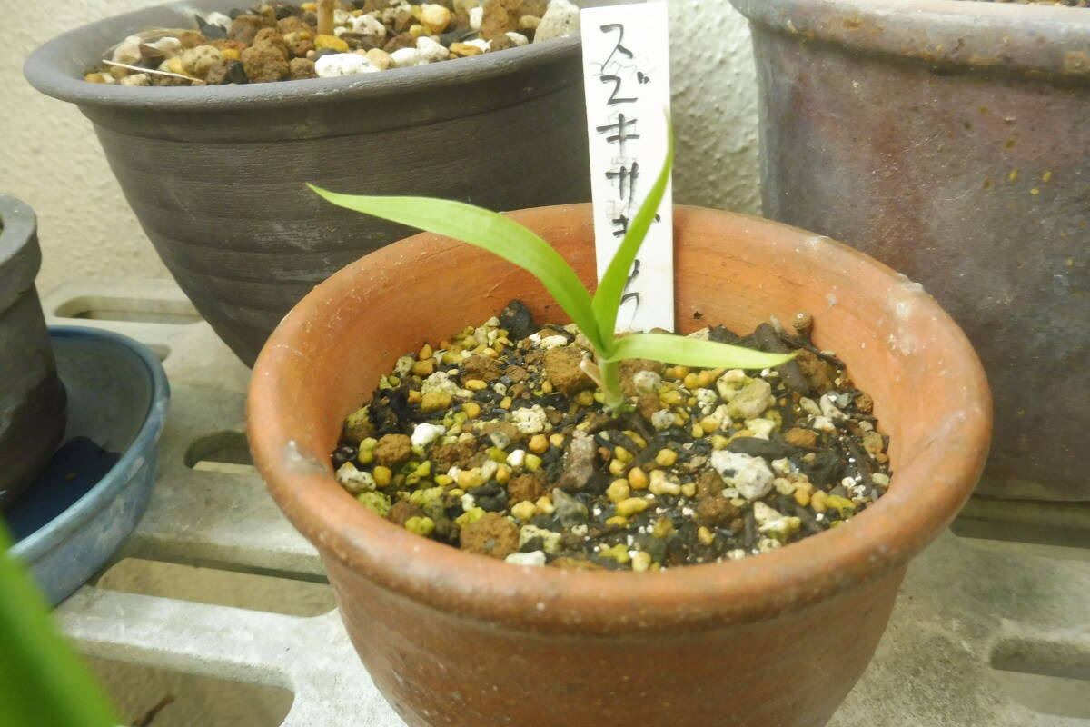 スズキサギソウ　 秋田県天然交雑種　 小1株
