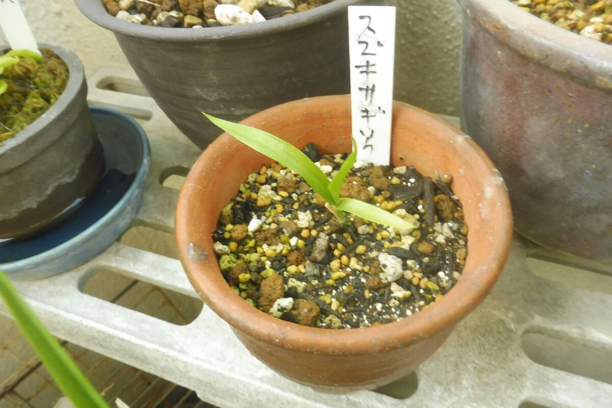 スズキサギソウ　 秋田県天然交雑種　 小1株