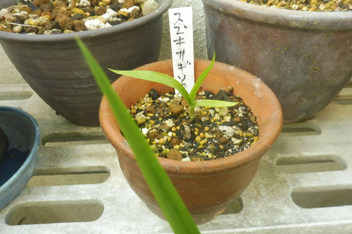 スズキサギソウ　 秋田県天然交雑種　 小1株