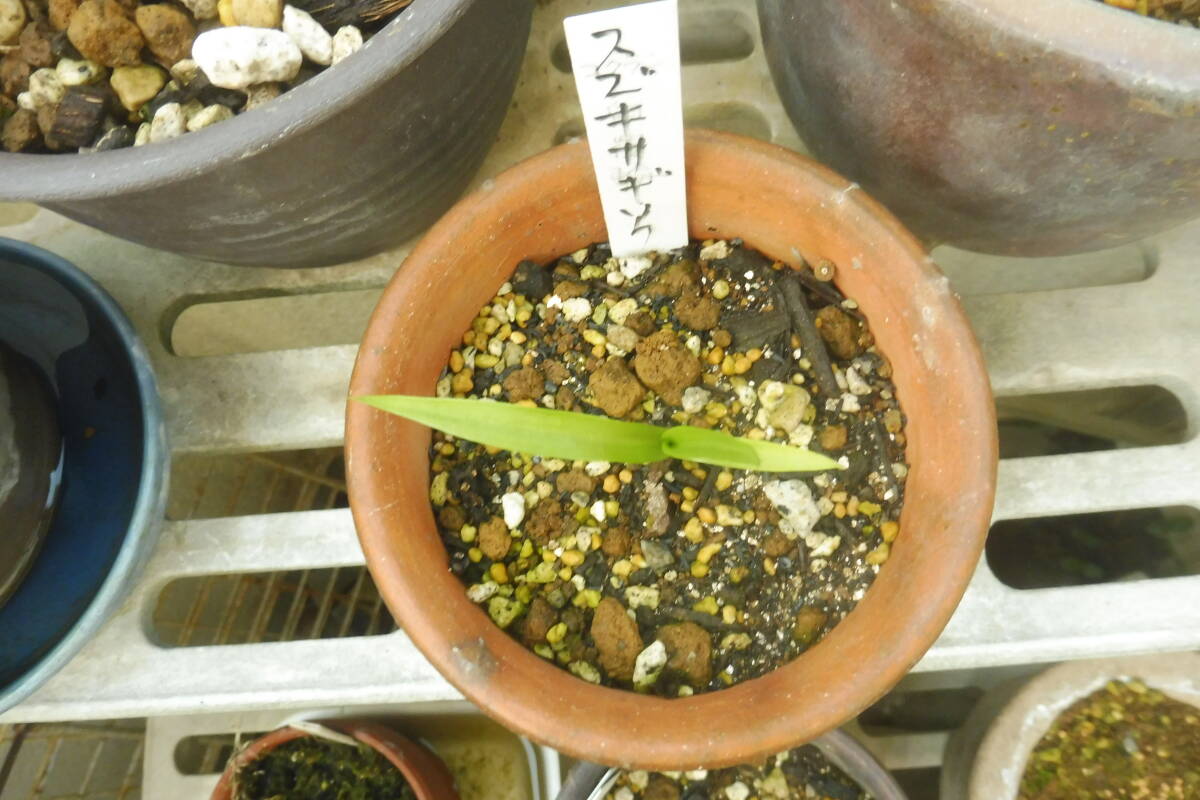 スズキサギソウ　 秋田県天然交雑種　 小1株