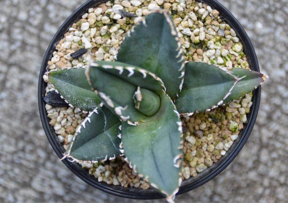 アガベ　狼人　検索)agave titanota fo 白鯨 オテロイ