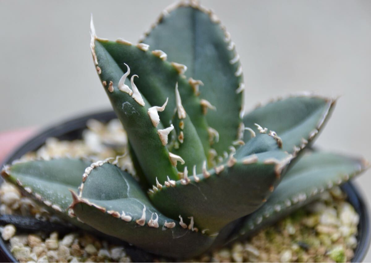 アガベ　狼人　検索)agave titanota fo 白鯨 オテロイ