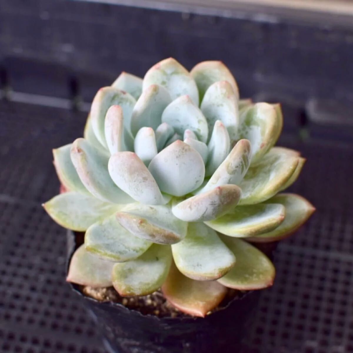 多肉植物　エケベリア　ラウリンゼ　大株　9cm