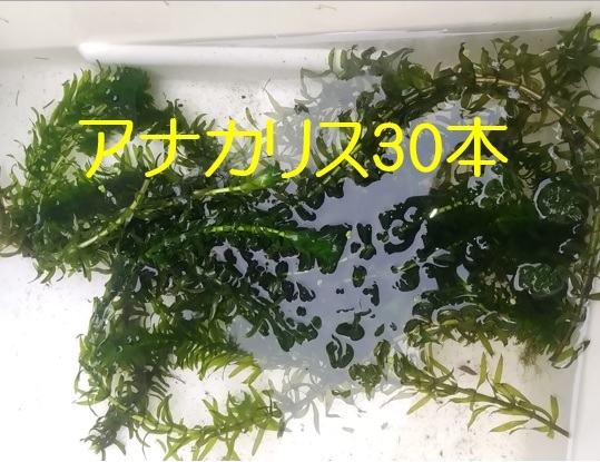 アナカリス30本 送料無料 水質(zhì)浄化 水槽 水草 メダカ タニシ
