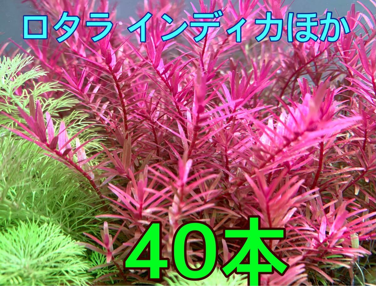 ◆40本以上◆ロタラ インディカ ほか＊短めVer.◆発送直前トリミング◆自家育成 無農(nóng)薬◆ビギナーさんにも！
