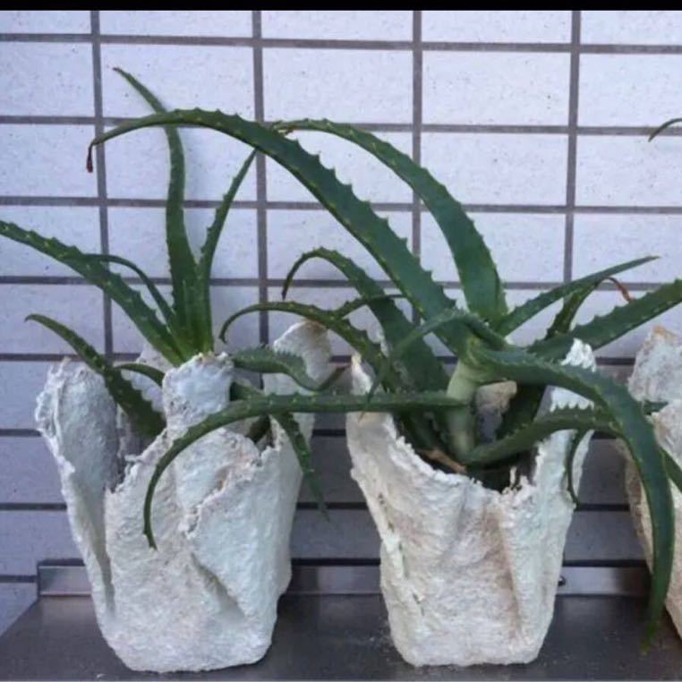 キダチアロエ 2年苗　×2株