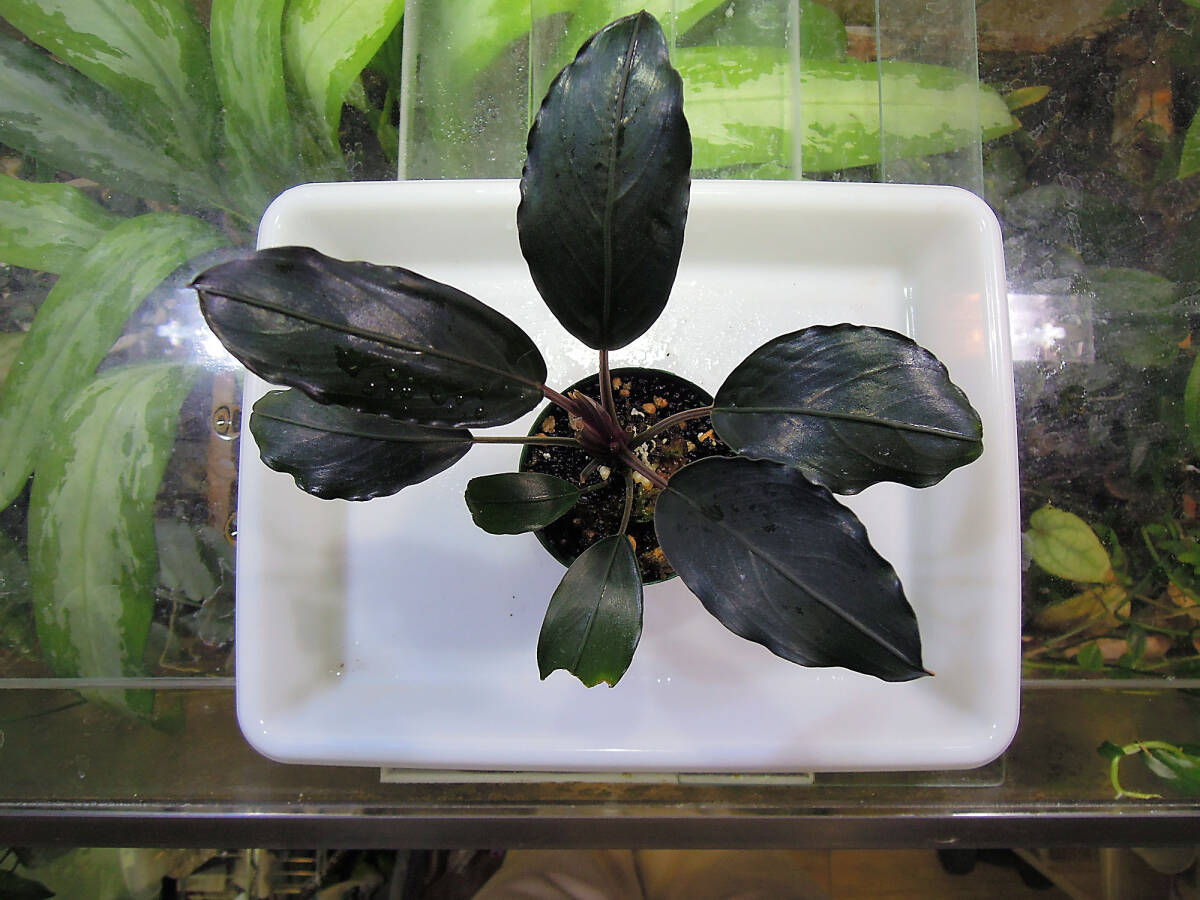稲とびブセファランドラ Bucephalandra Kishii ブセファランドラ キシィ カユラピス2とか