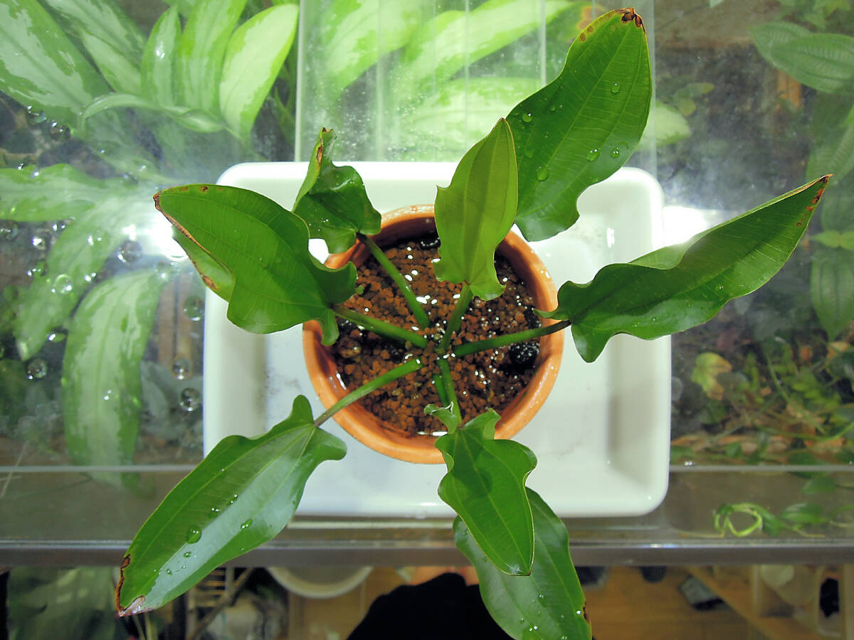 0623E.Imperische　水上葉