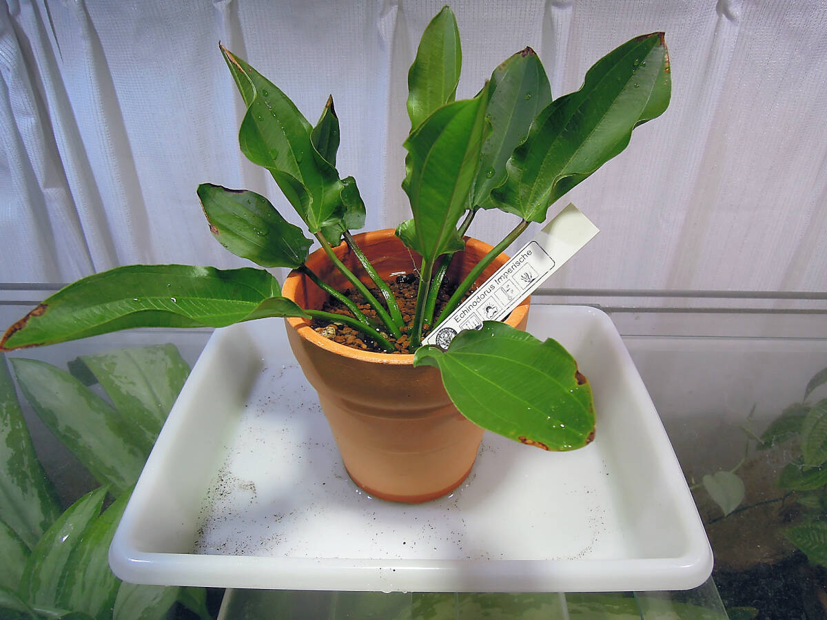 0623E.Imperische　水上葉