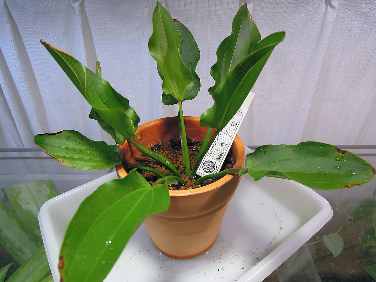 0623E.Imperische　水上葉