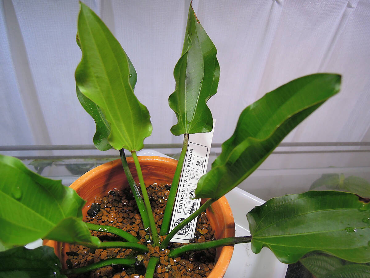 0623E.Imperische　水上葉