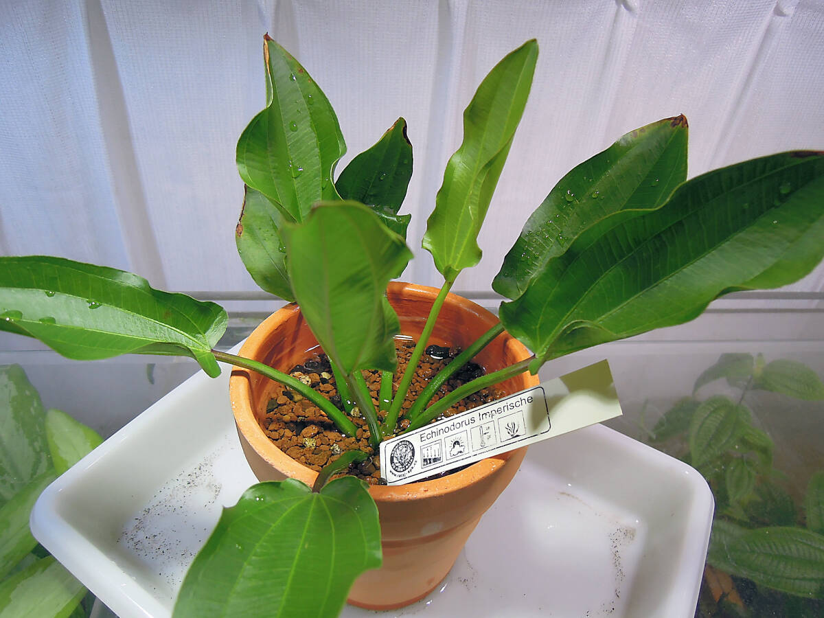 0623E.Imperische　水上葉