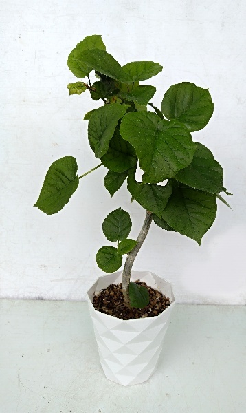かわいくて干が太いウンベラータ５號(hào)鉢2 枝曲がり仕立て　人気の観葉植物　