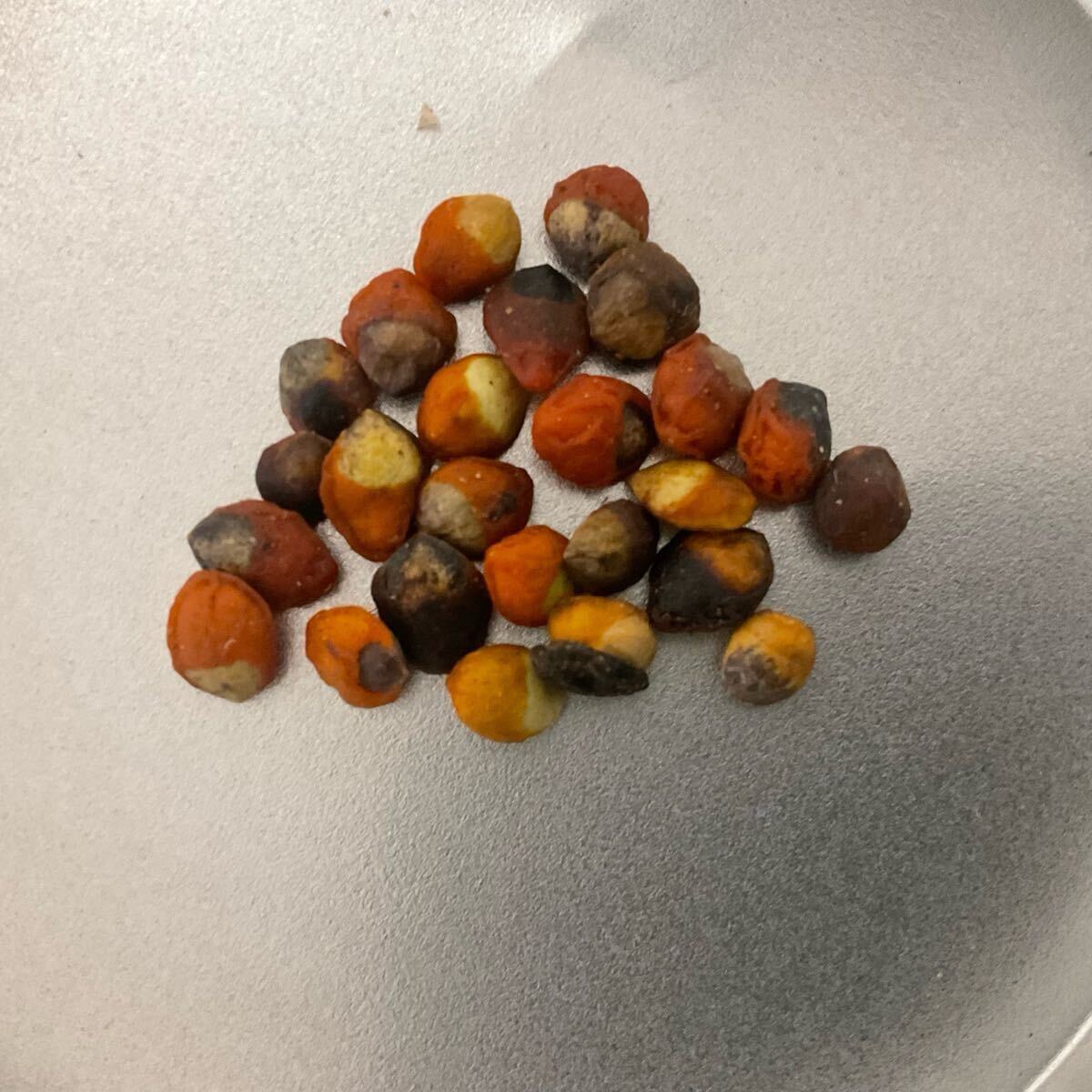 20粒 種子コミフォラ モンストローサ Commiphora monstruosa_画像1