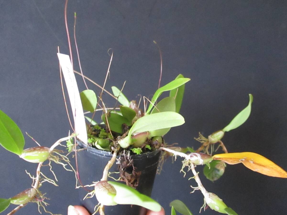 Bulb. ocellatum　花芽が５本　フィリピン産の小型バルボです　大株です