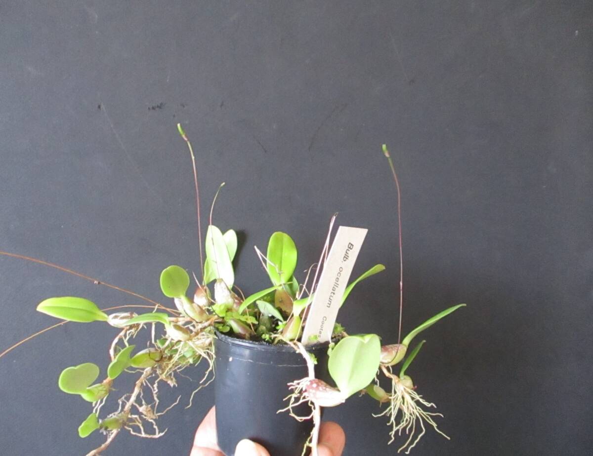 Bulb. ocellatum　花芽が５本　フィリピン産の小型バルボです　大株です